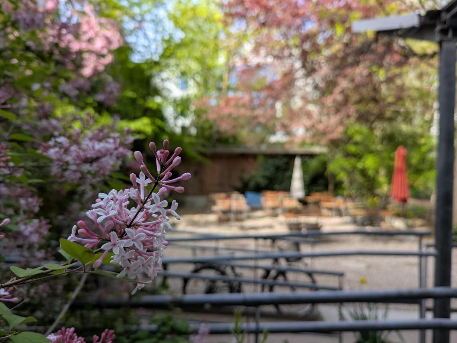 Flieder am Eingang zum Biergarten